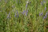 Veronica longifolia