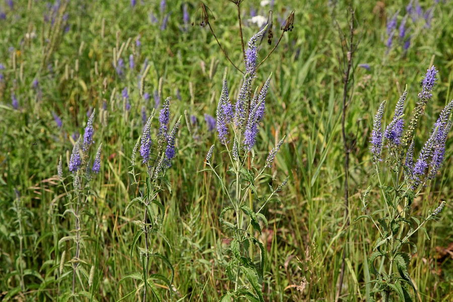 Image of Veronica longifolia specimen.