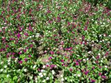 Gomphrena globosa