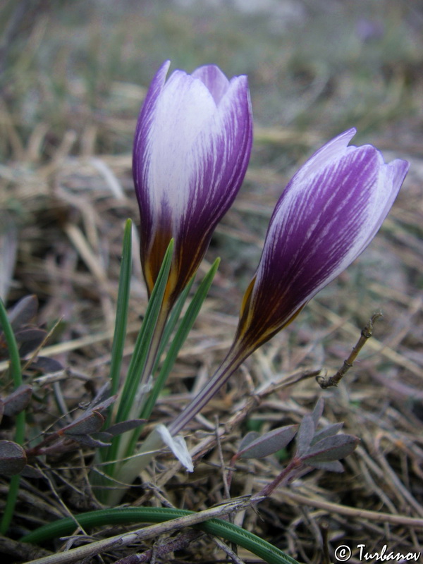 Image of Crocus tauricus specimen.