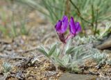 Oxytropis pumila