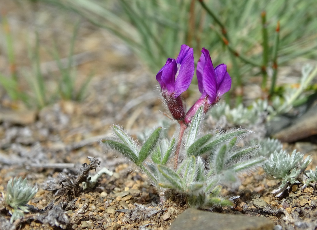 Изображение особи Oxytropis pumila.