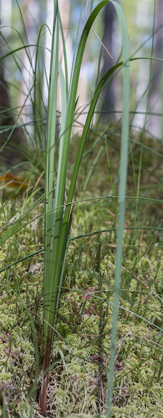 Изображение особи Carex rostrata.