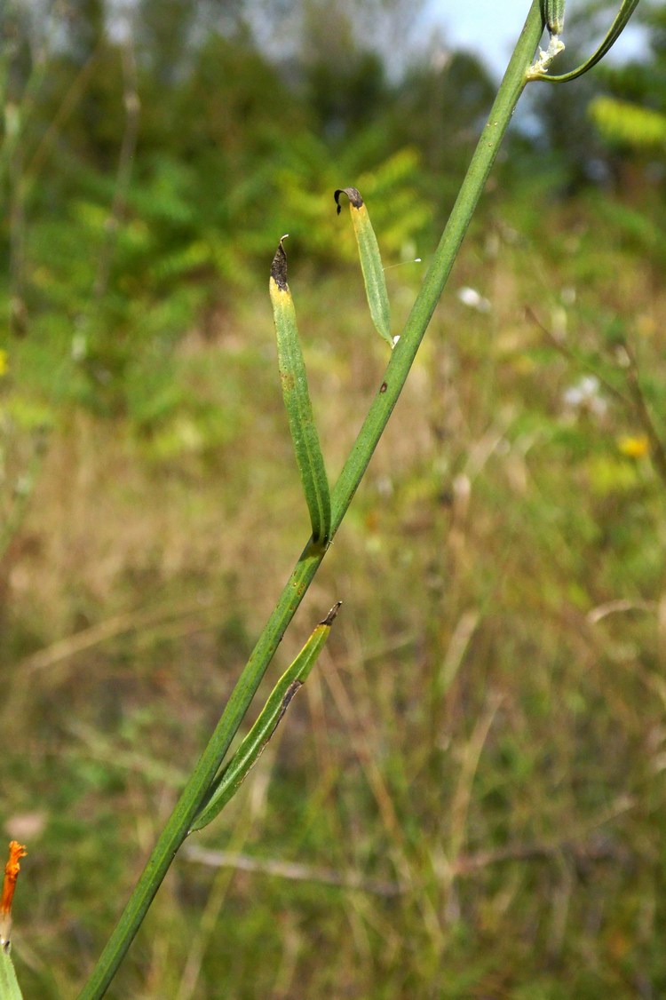 Изображение особи Chondrilla juncea.