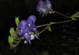 Aconitum volubile