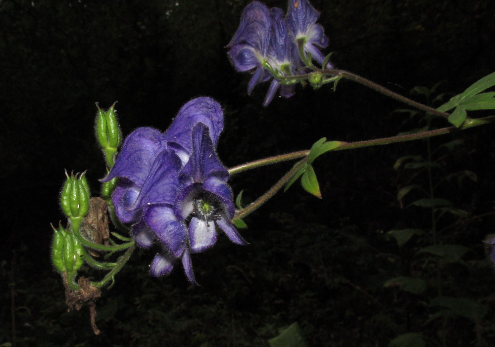 Изображение особи Aconitum volubile.