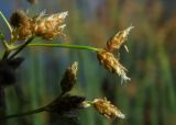 Schoenoplectus lacustris