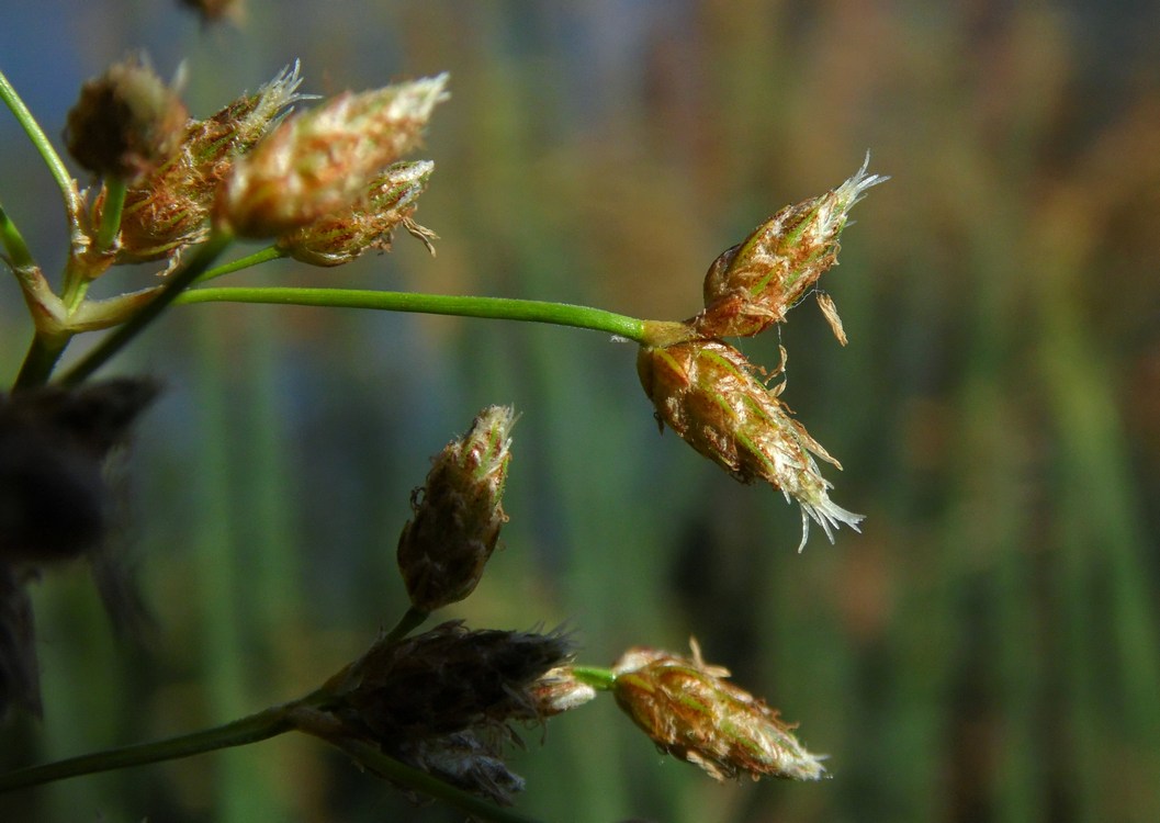 Изображение особи Schoenoplectus lacustris.