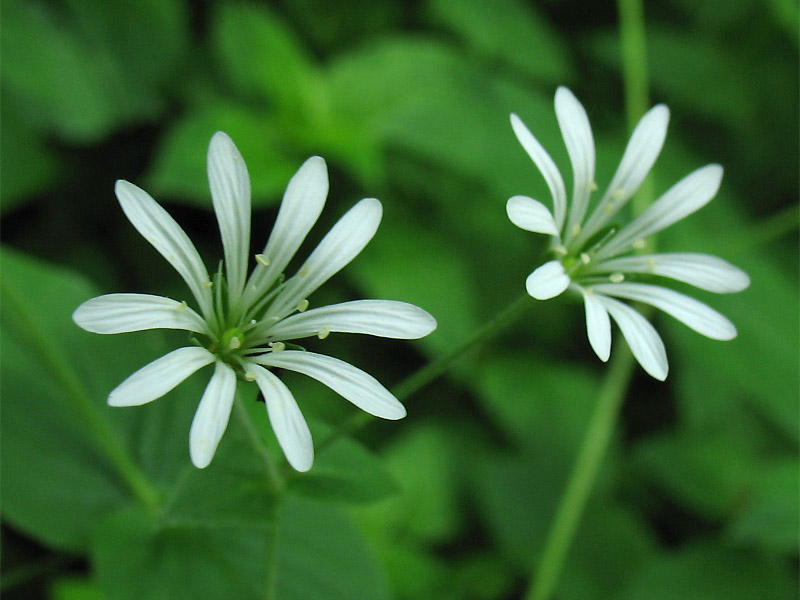 Изображение особи Stellaria nemorum.