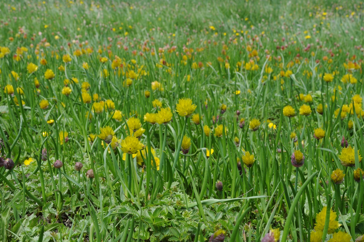 Изображение особи Allium fedtschenkoanum.