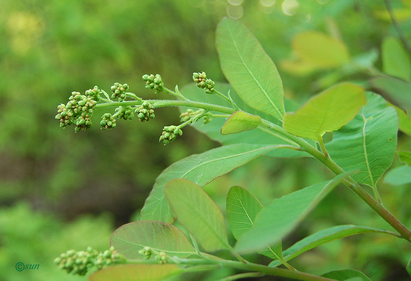 Image of Cotinus coggygria specimen.