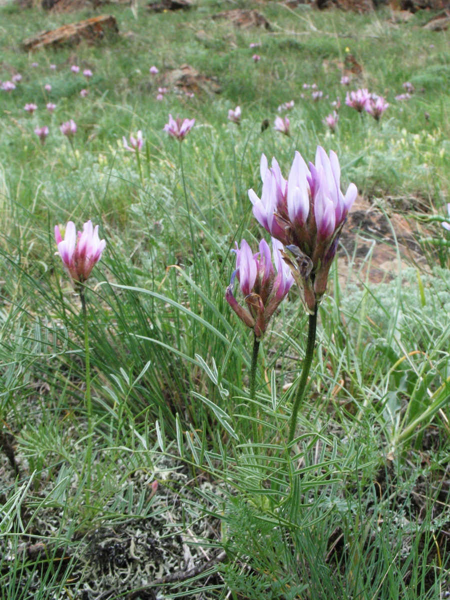 Изображение особи Astragalus angustissimus.