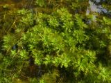 Hottonia palustris. Вегетирующие растения в толще воды. Нидерланды, провинция Groningen, Haren, небольшой медленно текущий ручей. 14 июня 2008 г.