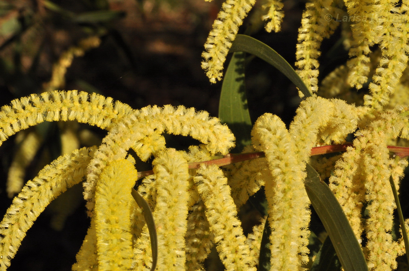 Image of genus Acacia specimen.