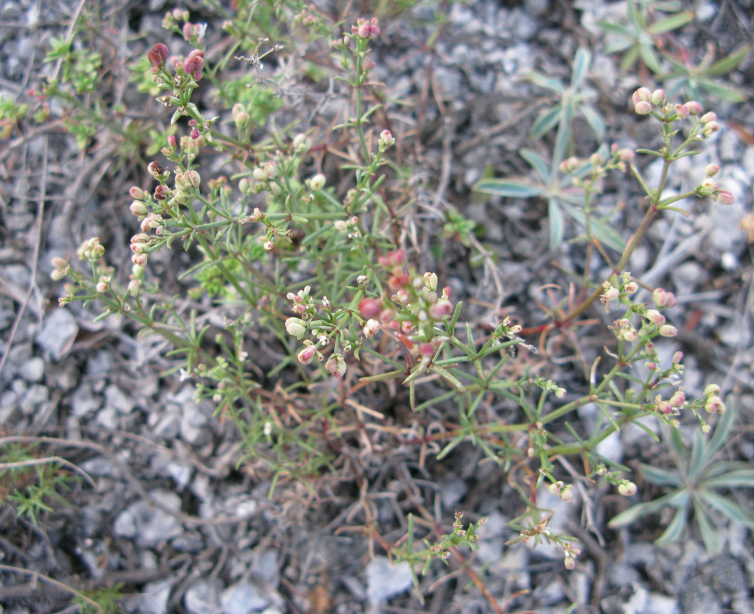 Изображение особи Asperula exasperata.