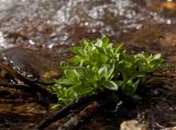 Veronica oxycarpa