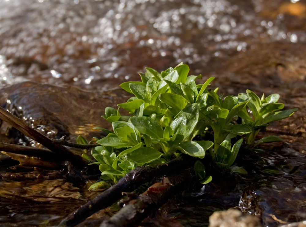 Image of Veronica oxycarpa specimen.