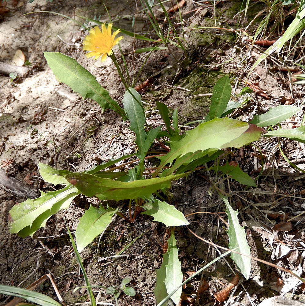 Изображение особи Leontodon hispidus ssp. hastilis.