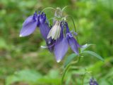 Aquilegia sibirica