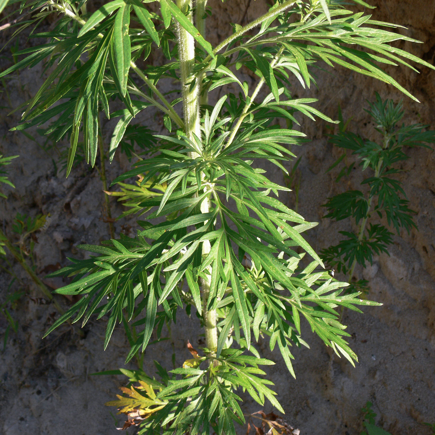 Изображение особи Artemisia vulgaris.