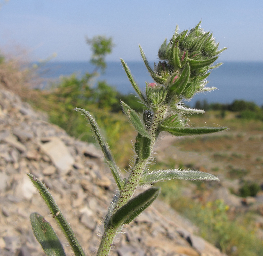 Изображение особи Echium vulgare.