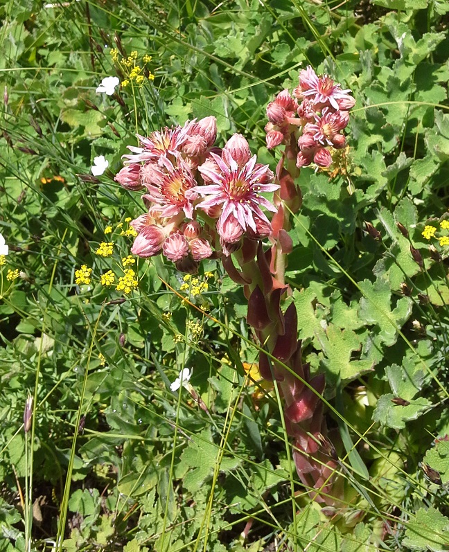 Изображение особи Sempervivum caucasicum.