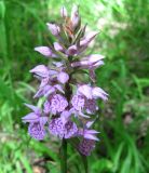 Dactylorhiza urvilleana