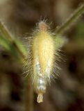 Cerastium pumilum