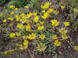 Sedum reflexum