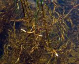 Potamogeton gramineus. Цветущее растение. Республика Тува, Монгун-Тайгинский кожуун, горный массив Монгун-Тайга, тундровое озерцо в долине р. Орта-Шегетей в среднем течении. 17.07.2016.