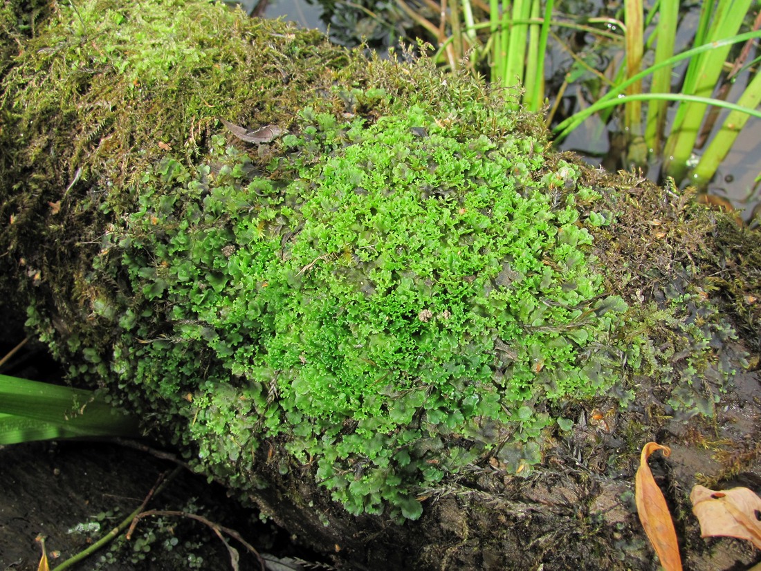 Image of Pellia endiviifolia specimen.