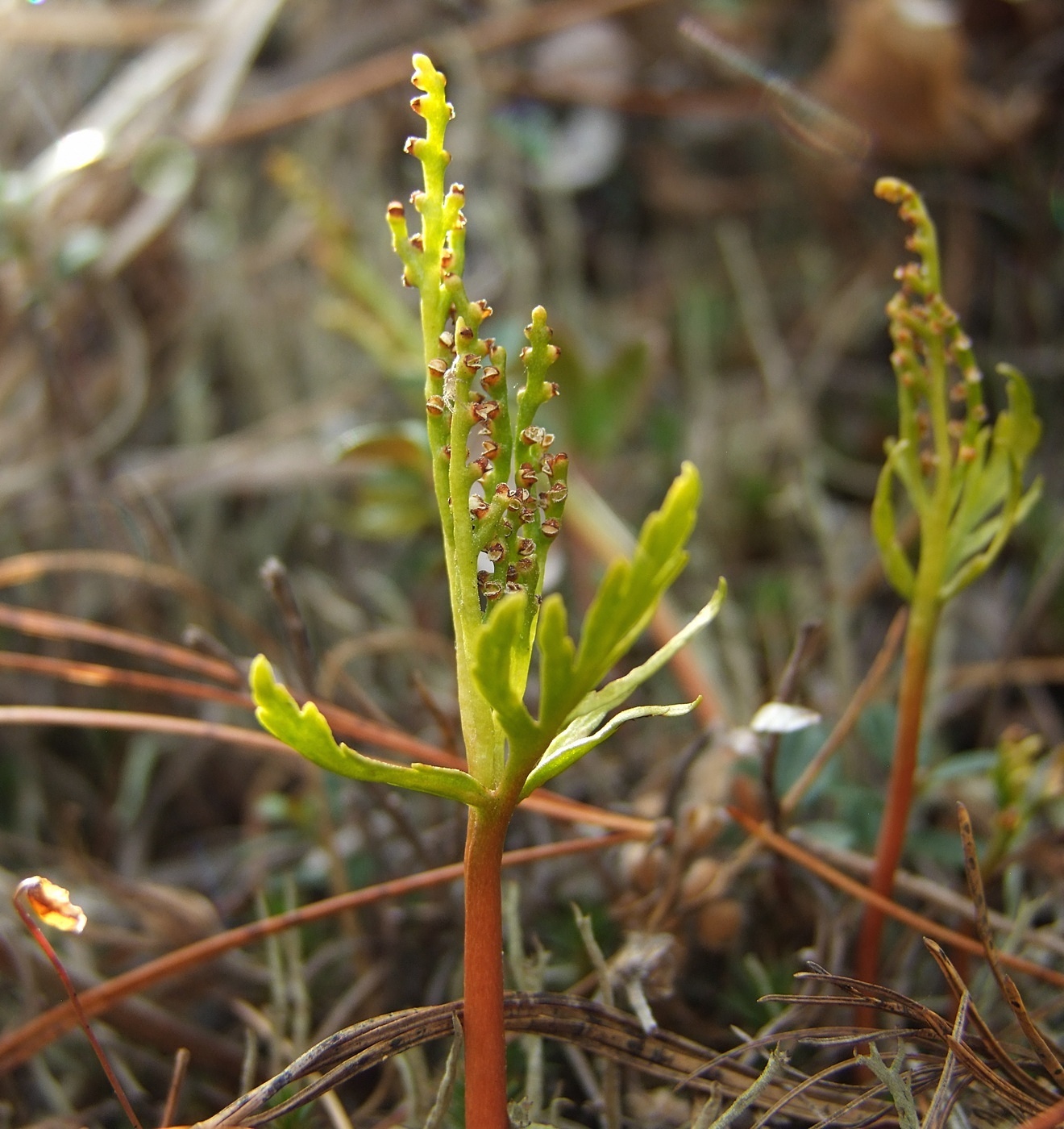 Изображение особи Botrychium lanceolatum.