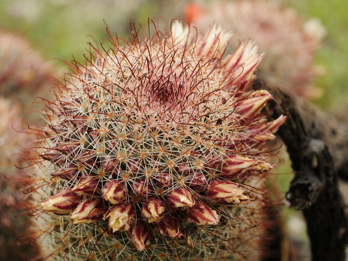 Image of Mammillaria dioica specimen.