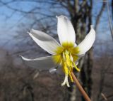 Erythronium caucasicum. Цветок. Краснодарский край, Туапсинский р-н, гора Индюк, буково-каштановый лес на юго-западном склоне горы, выс. ≈ 800 м н.у.м. 01.04.2017.