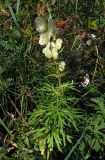 Aconitum anthoroideum