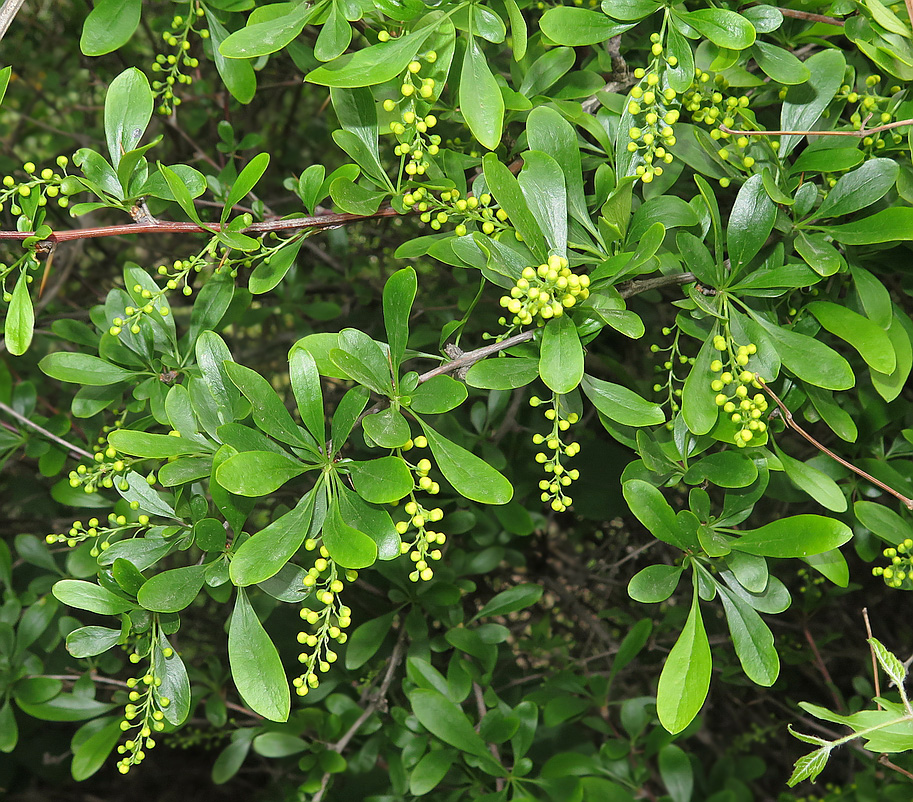 Image of Berberis iberica specimen.