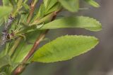 Amygdalus nana. Листья. Саратов, Кумысная поляна, обочина грунтовой дороги. 07.05.2017.
