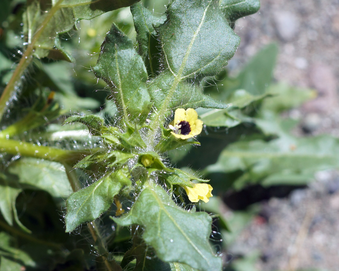 Изображение особи Hyoscyamus pusillus.