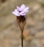 Dianthus pinifolius