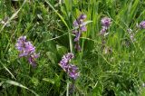 Polygala major