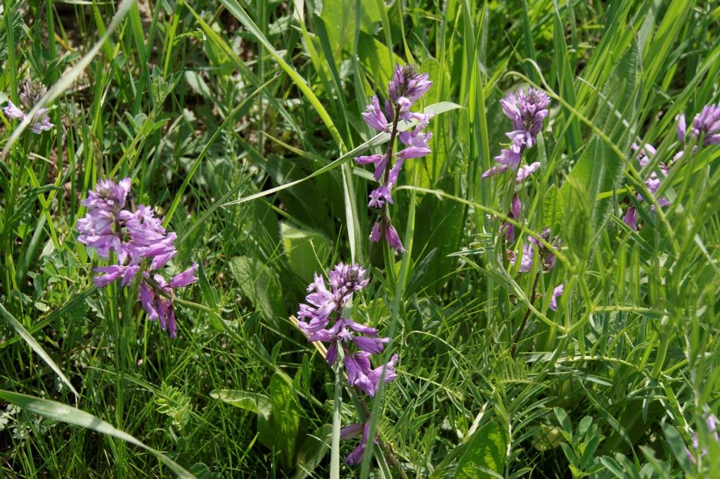 Image of Polygala major specimen.