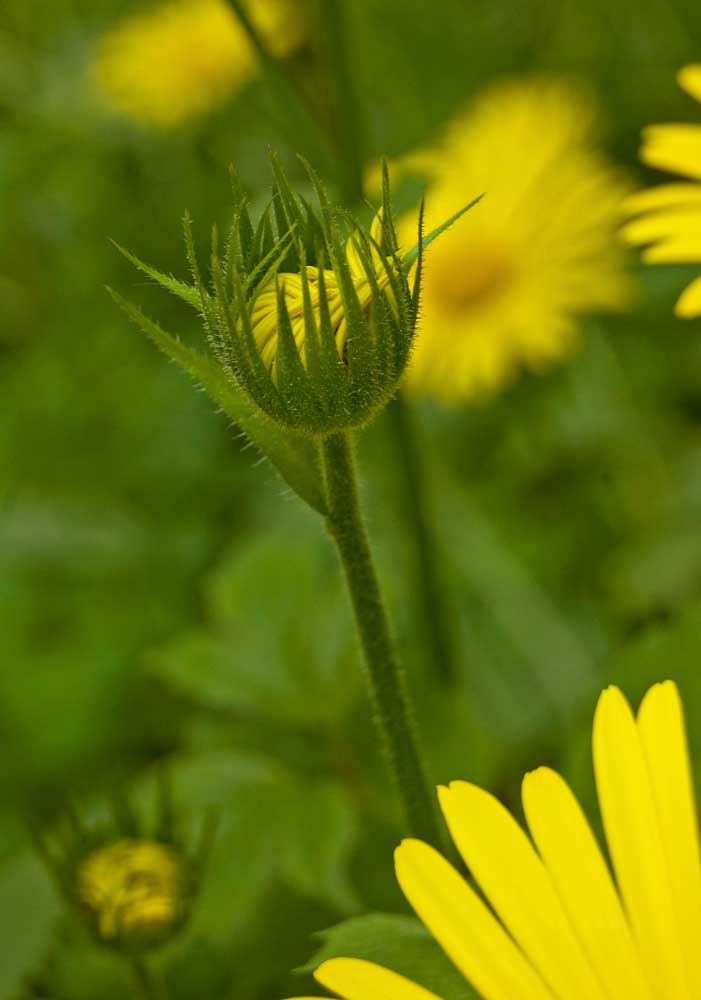 Изображение особи Doronicum pardalianches.