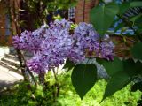 Syringa vulgaris. Ветви с соцветиями. Свердловская обл., окр. г. Североуральск, Второй Северный, в культуре. 11.06.2009.