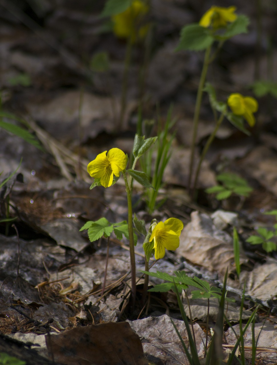 Image of Viola uniflora specimen.