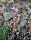 Oxytropis myriophylla