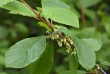 Frangula alnus