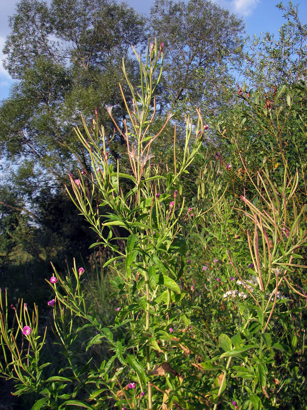 Image of Epilobium parviflorum specimen.