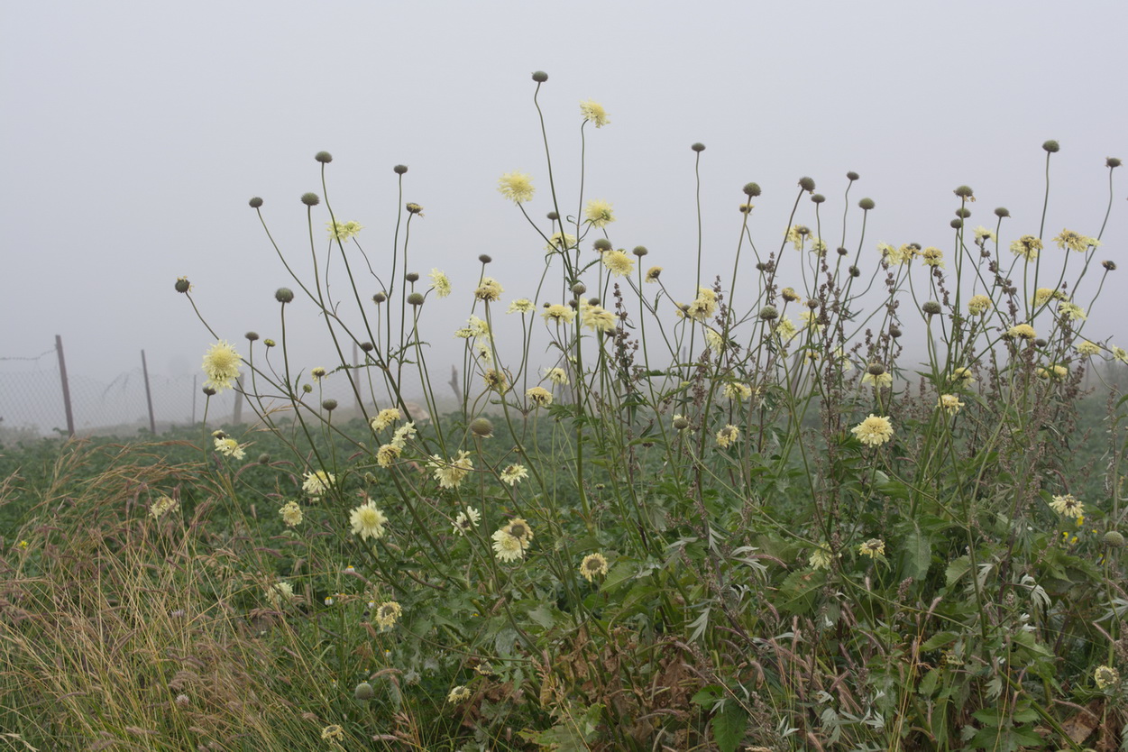 Image of Cephalaria gigantea specimen.