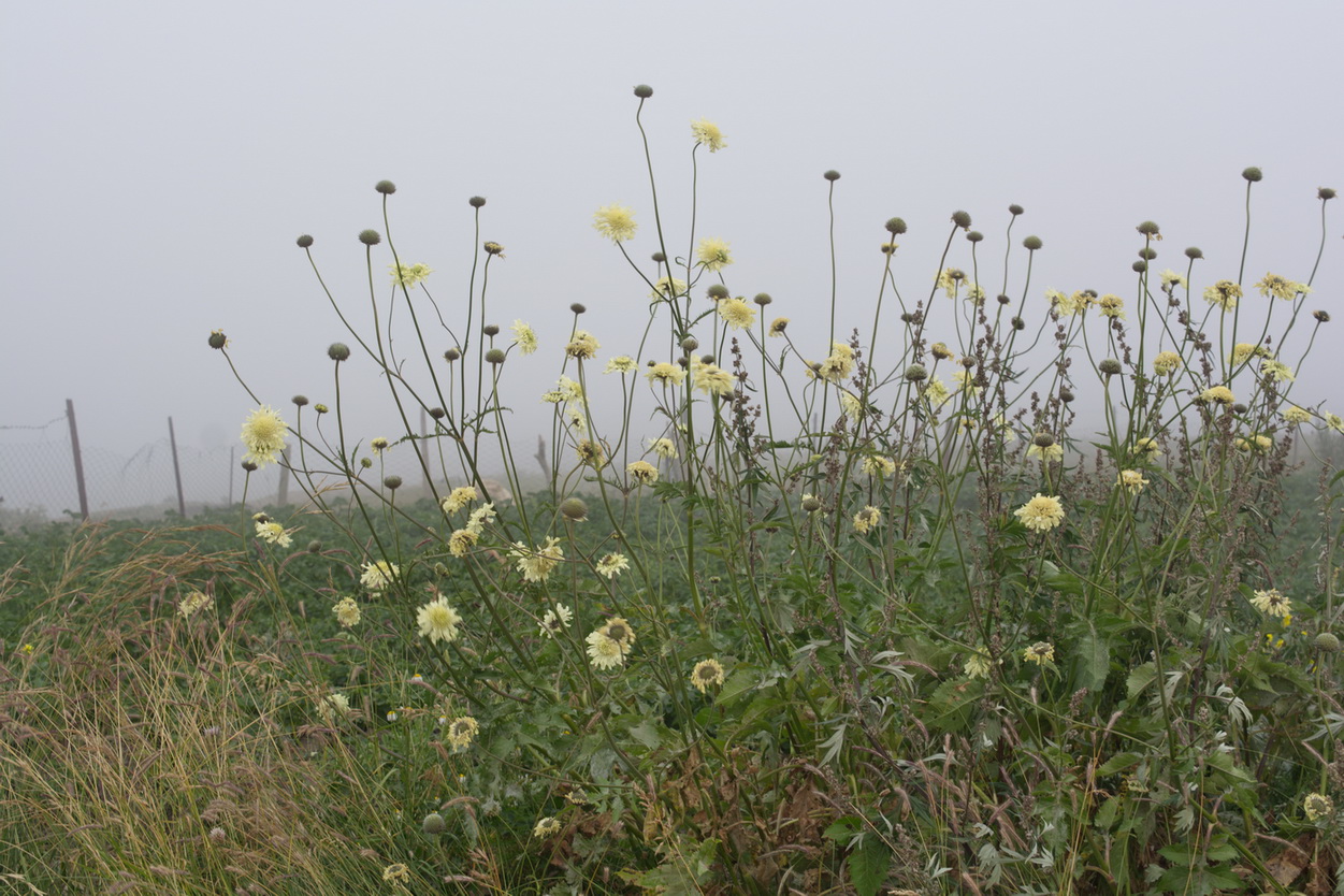 Изображение особи Cephalaria gigantea.