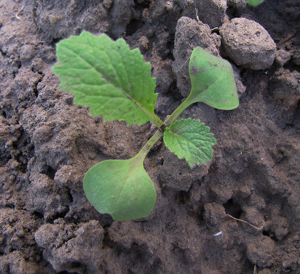 Изображение особи Brassica rapa ssp. pekinensis.